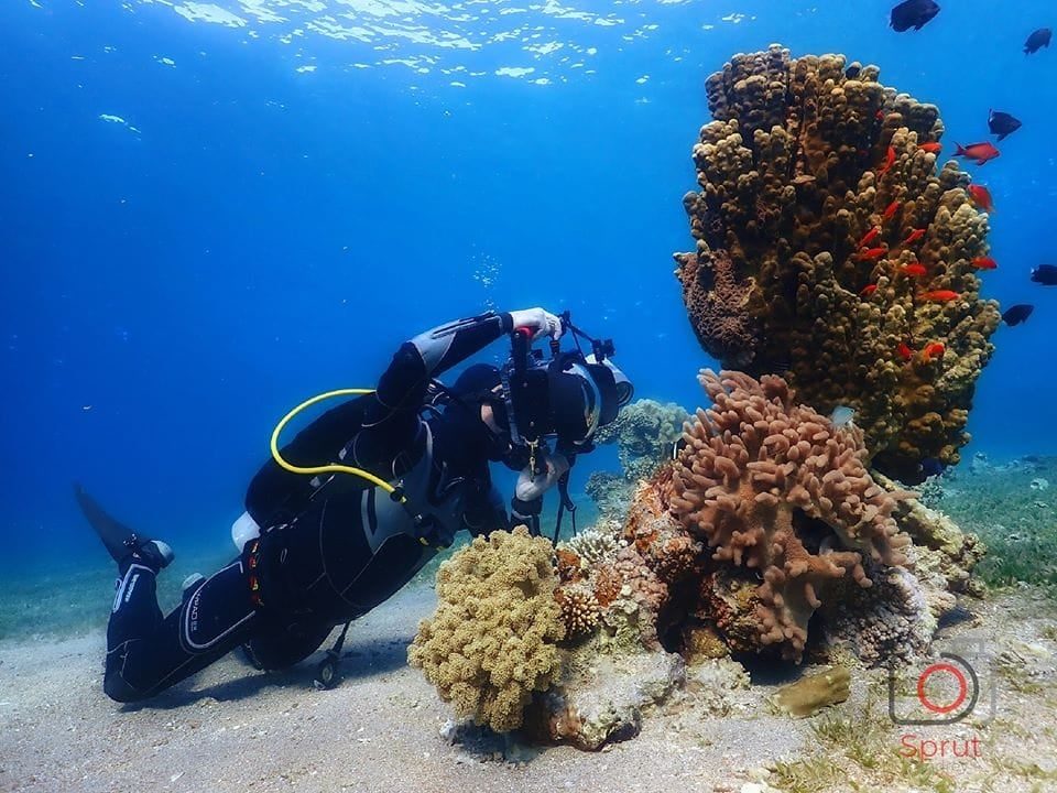 Aqaba vs Eilat vs Sharm: Why Aqaba's 9km Marine Park Reefs Win